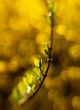 kwiat roślina żółty złoty złota roślina bokeh