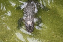 Close-up Of A Crocodile In Water