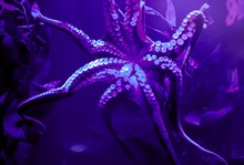 Octopus Underwater In Aquarium