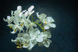 Flowering Orchide