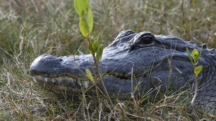 Wall Mural - Close up portrait of an adult American Alligator (Alligator mississippiensis) lying in the grass in Florida, USA.