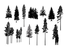 Set. Silhouettes Of Pine Trees.