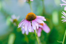 Close Up Of A Pink Coneflower In The Light Of Morning