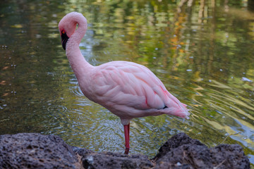 Flamingo a wading bird standing in the water. La Lajita, Fuerteventura, Canary, Spain. October 2019