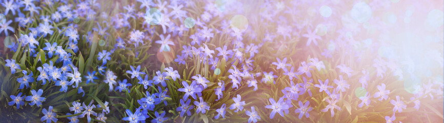 Wall Mural - Spring abstract blue flowers diffuse background 