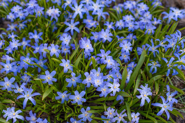 Wall Mural - Spring  blue flowers in garden. Spring background 
