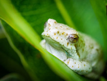 Marbled Reed Frog Or Painted Reed Frog (Hyperolius Marmoratus). George. Garden Route. Western Cape. South Africa