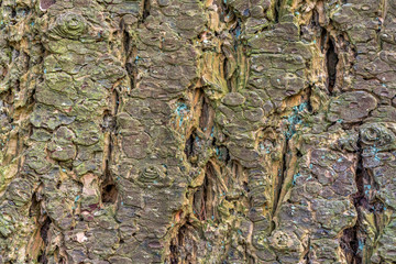 Canvas Print - bark closeup