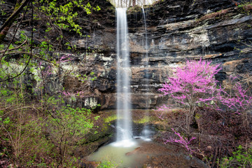 Wall Mural - Horsetail Falls with Redbud Tree