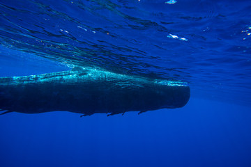 Underwater shot of a sperm whale in the clear water of the ocean. Mauritius