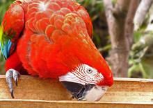 Close-up Of Red Parrot