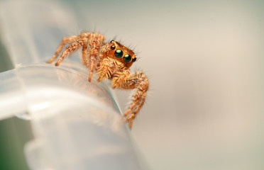 Canvas Print - spider on a web