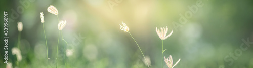 Fotomural Beautiful nature view of flower on blurred background in garden with copy space using as summer background natural flora plants landscape, ecology, fresh cover page concept