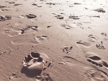 Full Frame Shot Of Paw Prints And Footprints On Sand At Beach