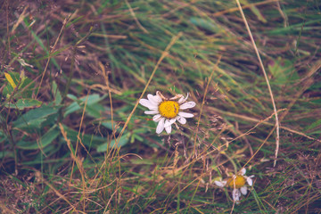 Closeup of decaying white and yellow wild camomile flower against bokeh green grass meadow background