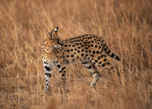 Serval Wild Cat In The Mara Grassland