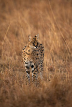 Serval Cat Observing The Surrounding At Masai Mara