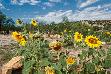 Poster - Sunflowers in a Western USA Motif