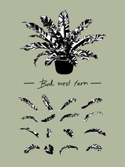 Bird’s Nest Fern Black And White Vector Graphic