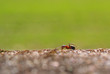 Makro mrówka