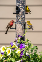 Finches Feeding On Backyard Feeder With Flowers