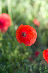 Wall Mural - Coquelicot