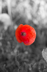 Wall Mural - Coquelicot en couleur sur fond noir et blanc