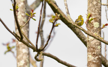 Serinus Serinus (Chamariz) Cute Yellow Songbird In Braga, Portugal.