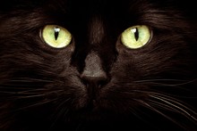 Close-up Portrait Of Black Cat With Green Eyes