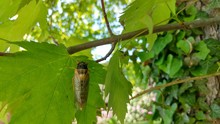 Close-up Of Cicada On Leaf