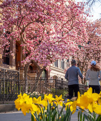 Wall Mural - Boston in the Spring Time