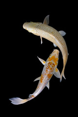 Wall Mural - Two platinum koi fish with a black background