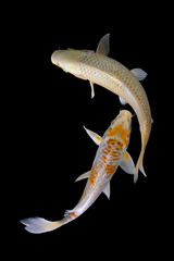 Sticker - Two platinum koi fish with a black background