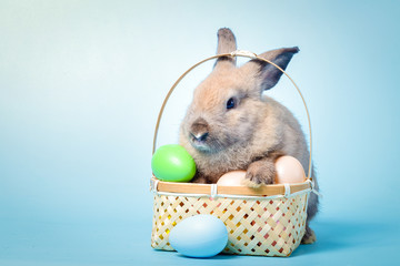 Wall Mural - Cute rabbit, light brown fur with Easter eggs, blue background