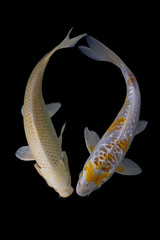 Wall Mural - Two platinum koi fish with a black background