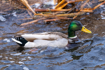 duck on the lake