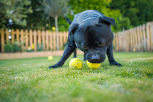 Staffordshire Bull Terrier Dog In A Garden Or Back Yard With Grass And A Picket Fence. He Is Playing With Tennis Balls With His Head Down.