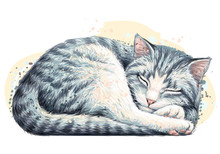 Cat. Wall Sticker. Color, Artistic, Realistic Portrait Of A Cute Sleeping Cat In Watercolor Style On A White Background.