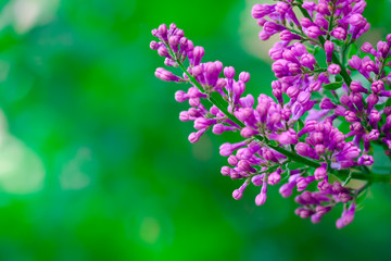 Wall Mural - Blossoming lilac flowers close-up, blurred spring background.