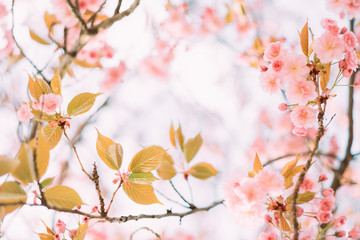 Wall Mural - branches of blossoming sakura with flowers, beautiful blurred spring background.