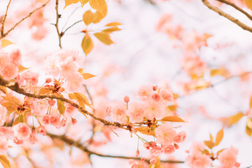Wall Mural - branches of blossoming sakura with flowers, beautiful blurred spring background.