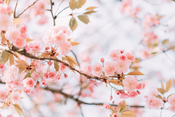 Wall Mural - branches of blossoming sakura with flowers, beautiful blurred spring background.