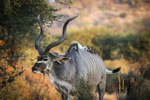 Kudu Bull In South Africa