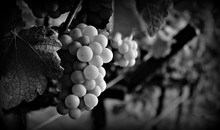 Close-up Of Grapes