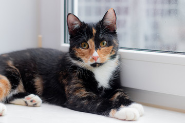 Wall Mural - Beautiful colored cat sitting on a windowsill and looking to the window. Article about Pets. Article about animal classes .