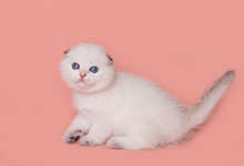 
Scottish Fold Kitten In A Light Color Plays On A Plain Background