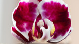 Fototapeta Storczyk - kwiat, storczyk,