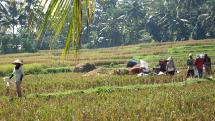 Rice fields terraces rural agriculture