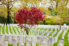 Rows Of Tombs And Graves On Military Cemetery At Spring In Arlington