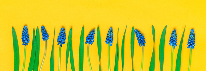 flowers composition. blue spring muscari on a yellow background, flat lay, free space for text. spri